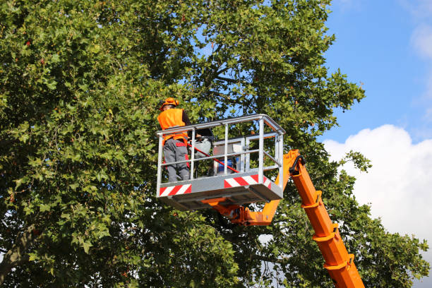 How Our Tree Care Process Works  in  Jacksboro, TX