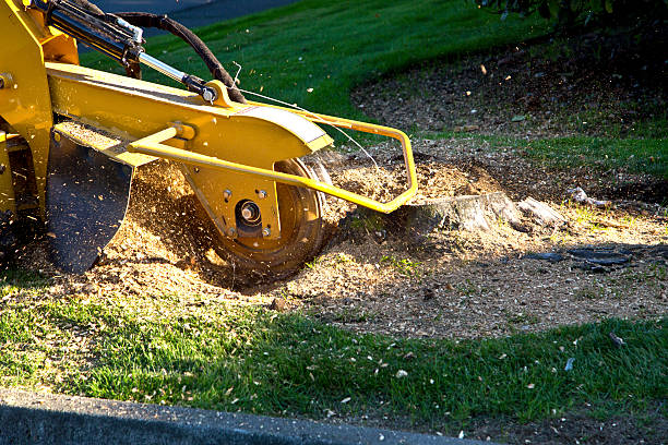 Landscape Design and Installation in Jacksboro, TX